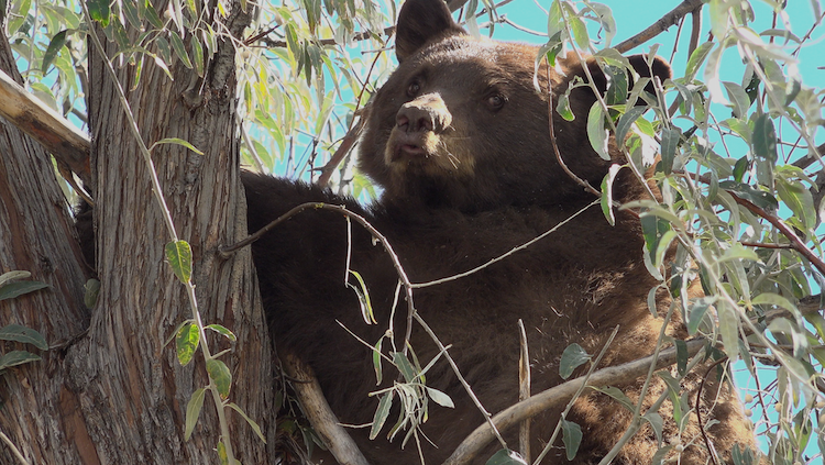 Male bear in tree 
