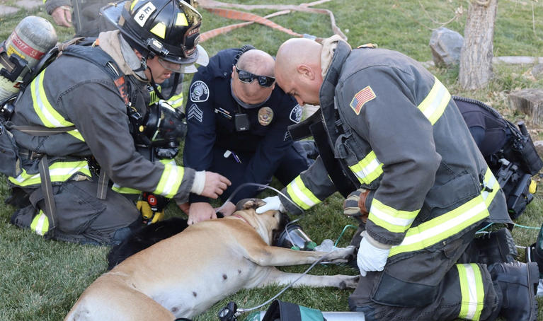 Dog receiving oxygen treatment at fire scene